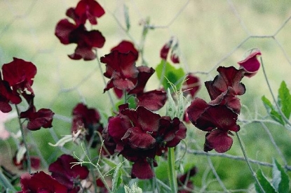 Picture of Sweet Pea Single Colours - Beaujolais